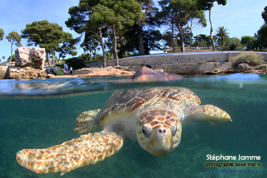 Détails : Les Aquanautes